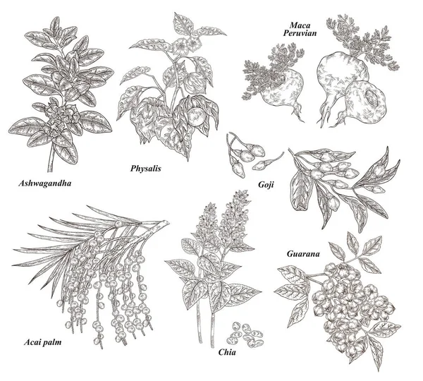 Zdravotnické a zdravotnické zařízení. Ashwagandha, acai bobule, goji, physalis, maca, chia a guarana ručně kreslené. Vektorová ilustrace. Podrobný styl náčrtku. — Stockový vektor