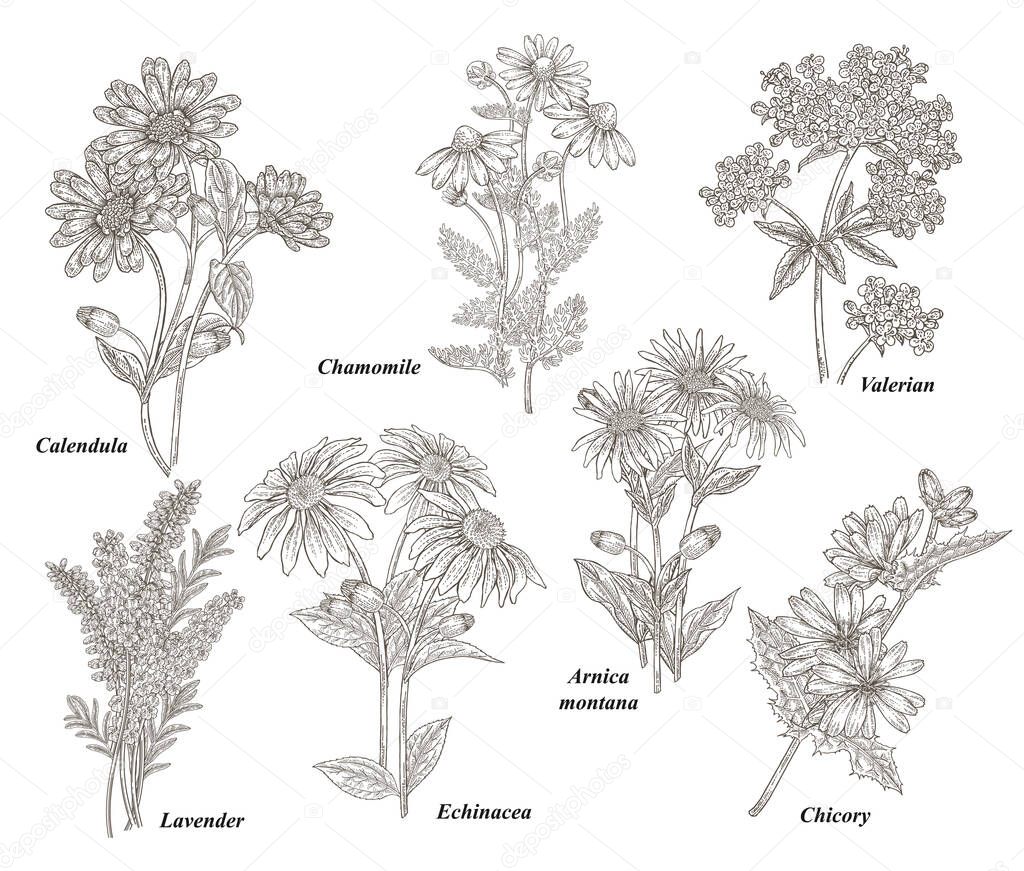 Chamomile, Calendula, Echinacea, Valerian, Lavender, Arnica montana, Chicory hand drawn. Medical plants set. Vector illustration botanical. Engraved style.