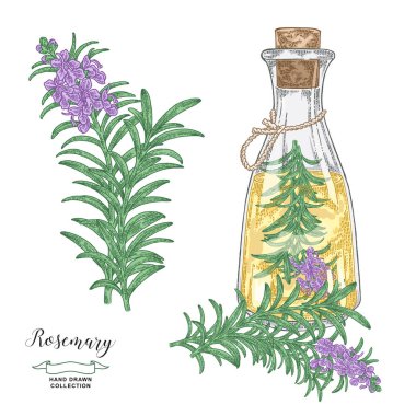 Biberiye bitkisi. Beyaz arka planda izole edilmiş cam yağ şişesinde biberiye dalı. Tıbbi ve mutfak bitkileri. Vektör çizimi el çizimi. Eski gravür biçimi.