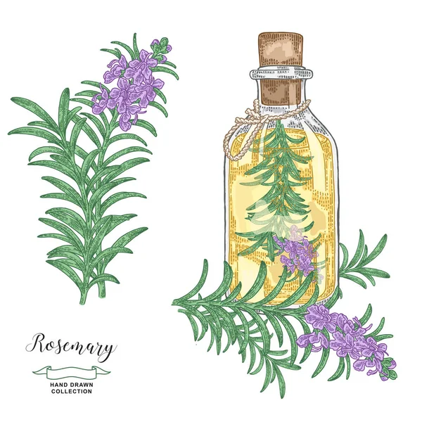 Garrafa de óleo com ramo de alecrim. Rosemary planta set. Ervas medicinais e de cozinha. Ilustração vetorial desenhada à mão. Estilo de gravação vintage . — Vetor de Stock