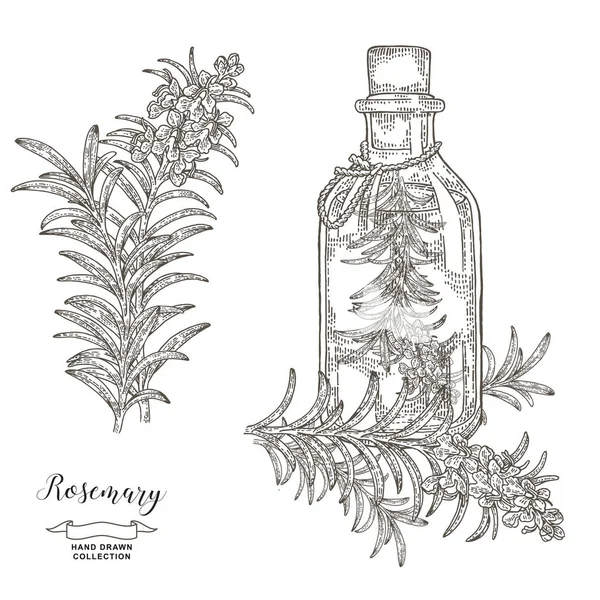 Garrafa de óleo com ramo de alecrim. Rosemary planta set. Ervas medicinais e de cozinha. Ilustração vetorial desenhada à mão. Gravura vintage . — Vetor de Stock