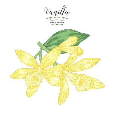 Daldaki vanilya çiçekleri. Vanilyalı bitki eli çizilmiş. Vektör çizimi botanik. Renkli oyma biçimi.