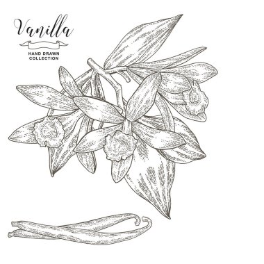 Çiçekli ve yapraklı vanilya dalı. Vanilyalı bitki eli çizilmiş. Vektör çizimi botanik. Eski gravür biçimi.