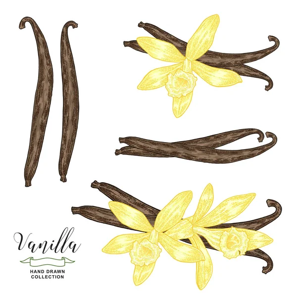 Fiori e bastoncini di vaniglia. Pianta di vaniglia disegnata a mano. Illustrazione vettoriale botanica. Stile di incisione colorato . — Vettoriale Stock