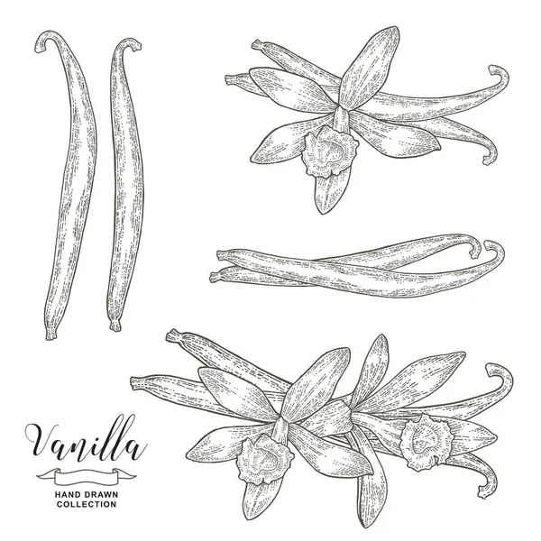 Vanilj blommor och pinnar. Vaniljväxternas handdrag. Vektorillustration botanisk. Vintage gravyr stil. — Stock vektor