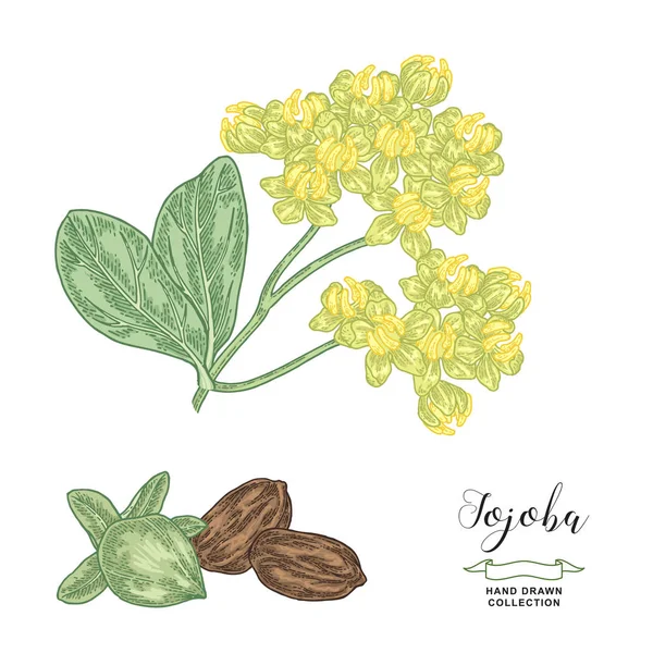 Jojoba (Simmondsia chinensis) dalı. El çizimi kojoba çiçekleri beyaza izole edilmiş. Vektör çizimi botanik. Renkli oyma biçimi. — Stok Vektör
