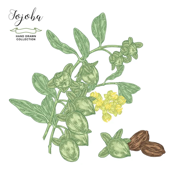 Jojoba植物手绘。Simmondsia chinensis 。乔乔巴分枝，果实和花朵在白色上隔离。矢量的植物图解。色彩艳丽的雕刻风格. — 图库矢量图片