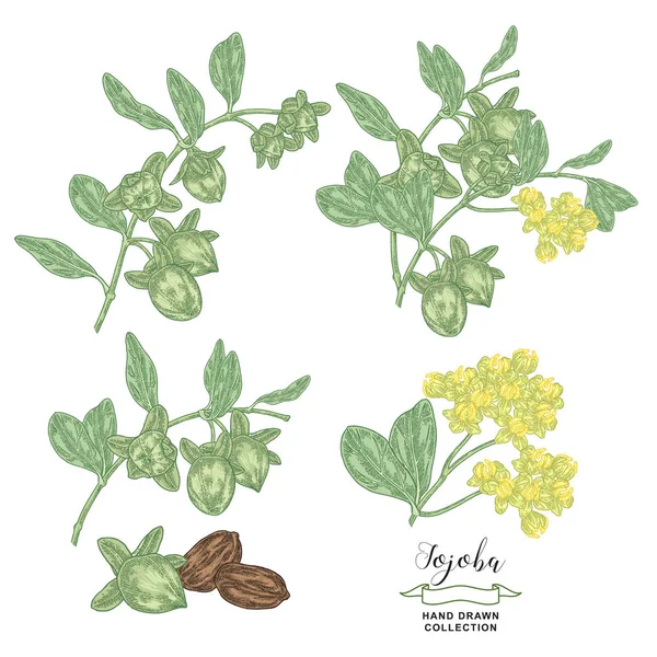 Ensemble de plantes de jojoba. Simmondsia chinensis. Jojoba branche avec des fruits et des fleurs isolés sur blanc. Illustration vectorielle botanique. Style de gravure coloré . — Image vectorielle