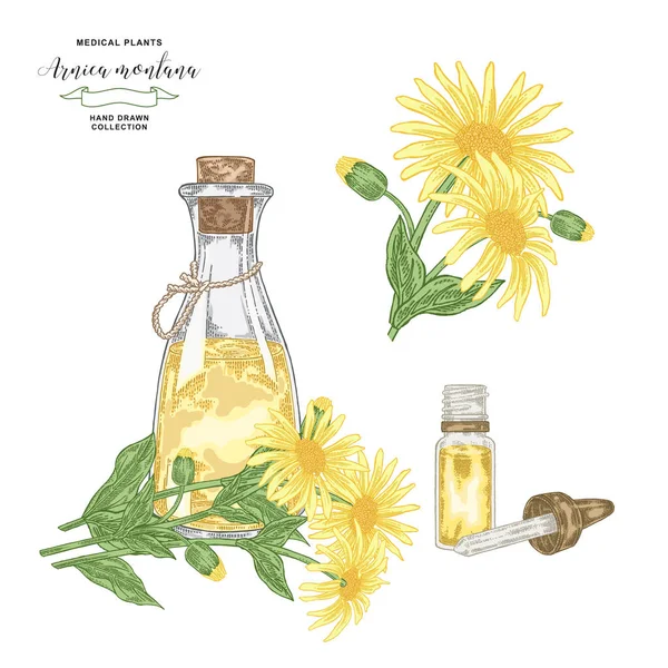 Esenciální Olej Arnica Montanová Ručně Kreslené Květiny Arnica Skleněnou Lahví — Stockový vektor