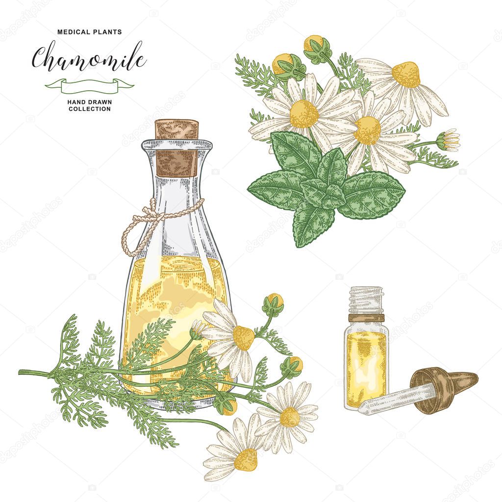 Chamomile essential oil. Hand drawn daisy flowers isolated on white background. Medical plants collection. Vector illustration.