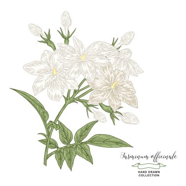 Beyaz yasemin ya da Yasemin Şubesi. El çizimi yasemin çiçekleri ve beyaz yapraklar. Vektör çizimi botanik. Renkli oyma biçimi.