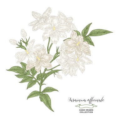 Çiçekli ve yapraklı beyaz yasemin dalı. El çizimi Jasminum officinale fabrikası beyaza izole edilmiş. Vektör çizimi botanik. Renkli oyma biçimi.