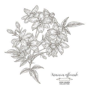 Çiçekli ve yapraklı yasemin dalı. El çizimi Jasminum officinale fabrikası beyaza izole edilmiş. Vektör çizimi botanik. Vintage oymacılığı.