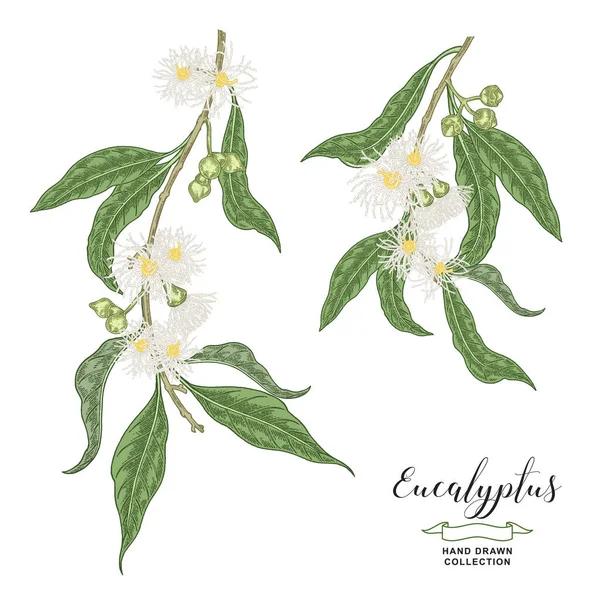 Branche Eucalyptus Avec Fleurs Feuilles Usine Eucalyptus Dessinée Main Isolée — Image vectorielle