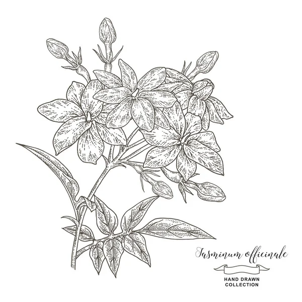 Jasmijn Jasminum Officinale Tak Handgetekende Jasmijnbloemen Bladeren Geïsoleerd Wit Vector — Stockvector
