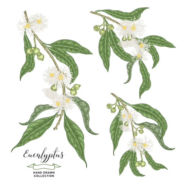 Eukalyptus Set Handgezeichnete Eukalyptuszweige Mit Blüten Und Blättern Vektorillustration Botanisch — Stockvektor