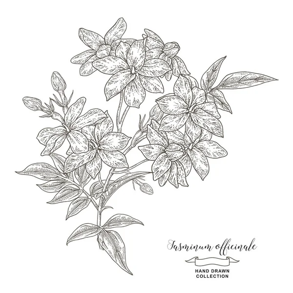 Jasmínová Větev Květinami Listy Ručně Kreslená Rostlina Jasminum Officinale Izolovaná — Stockový vektor