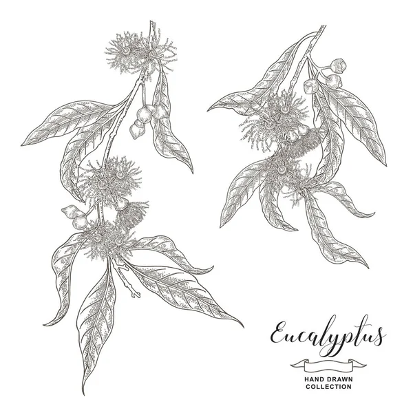 Eukaliptusz Virágokkal Levelekkel Kézzel Rajzolt Eukaliptusz Növény Elszigetelt Fehér Alapon — Stock Vector
