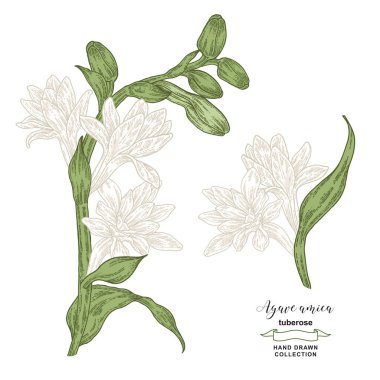 Agave Amica seti. El çizimi verem çiçekleri ve yapraklar. Vektör çizimi botanik. Renkli oyma biçimi.