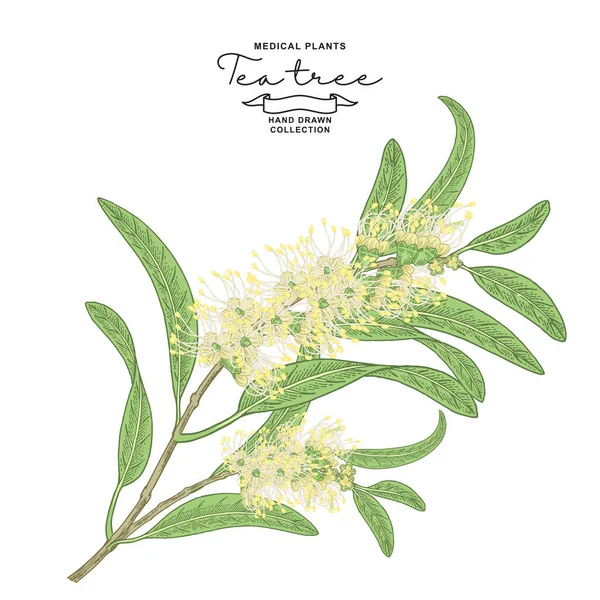 白い背景に孤立した茶の木の花 メラルーカ植物の手を描いた ベクトル植物図 — ストックベクタ