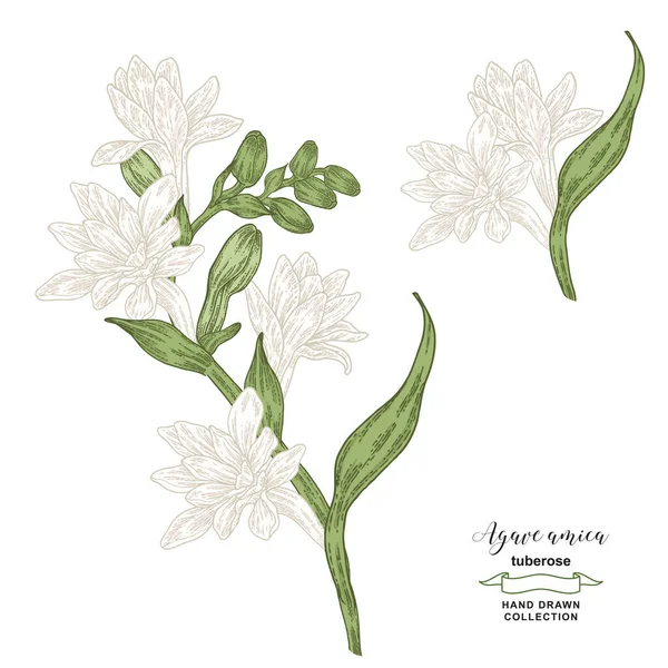 Tuberose Větev Květinami Listy Agave Amica Natáhla Ruku Vektorová Ilustrace — Stockový vektor