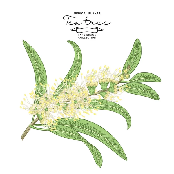 Tea tree branch with flowers isolated on white background. Melaleuca plant hand drawn. Vector botanical illustration. — Stock Illustration Tea Tree Branch Flowers Isolated White Background Melaleuca Plant Hand Royalty Free Stock Vectors