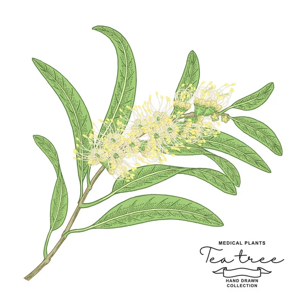 Melaleuca plant. Tea tree branch with flowers isolated on white background. Vector botanical illustration. Colorful vitage style. — Stock Illustration Melaleuca Plant Tea Tree Branch Flowers Isolated White Background Vector Vector Graphics