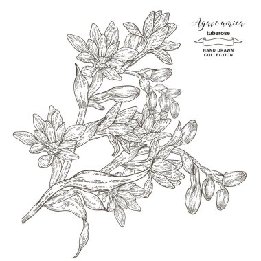 Tüberküloz çiçekleri ve yapraklar beyaz arka planda izole edilmiş. Agave Amica 'nın set çizimi. Vektör çizimi botanik. İşleme biçimi.