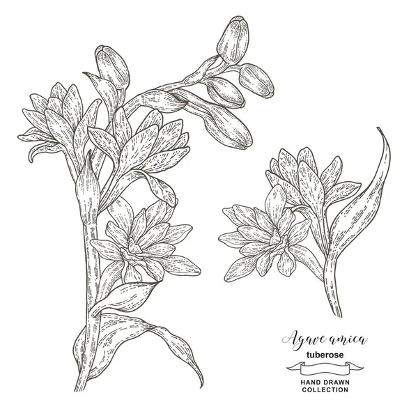 Agave Amica Tuberose Set Handritade Tuberose Blommor Och Blad Vektorillustration — Stock vektor