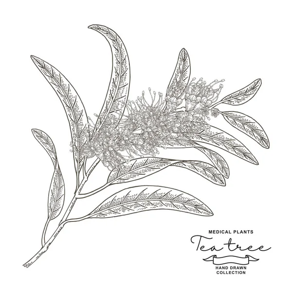 Plante Melaleuca Branche Arbre Thé Avec Des Fleurs Isolées Sur — Image vectorielle