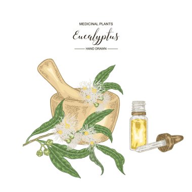 Okaliptüs yaprakları ve çiçekli el çizimi. Tahta havan ve cam yağ şişesiyle okaliptüs dalı. Vektör çizimi. Renkli oyma biçimi.