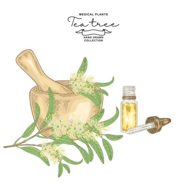 茶の木の花の手を描いた モルタルと油のガラス瓶とメラルーカ枝 ベクトル植物図 — ストックベクタ