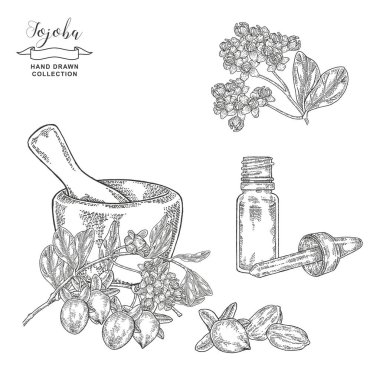 Jojoba bitkisi seti. Simmondsia çingenesi. Beyaz üzerine izole edilmiş havan ve cam yağ şişesiyle Jojoba meyveleri ve çiçekler. Vektör çizimi botanik. İşleme biçimi.