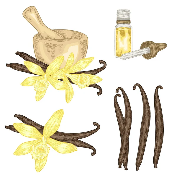 Vanillepflanzen Set Vorhanden Vanilleblüten Und Stäbchen Von Hand Gezeichnet Vektorillustration — Stockvektor