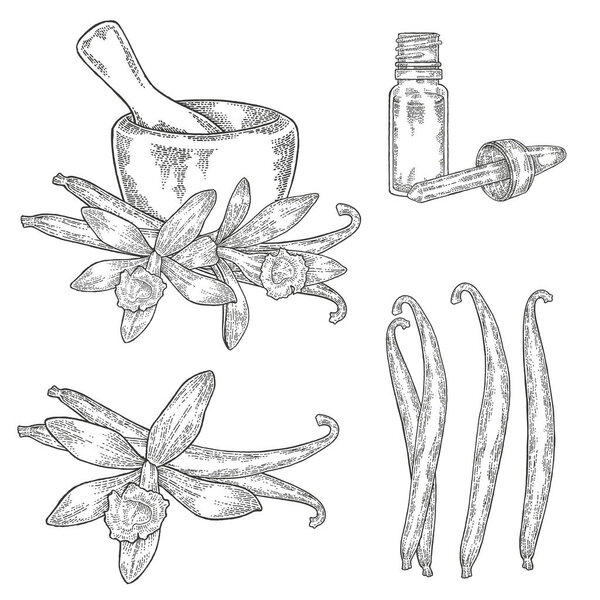 Vanilla plant set. Vanilla flowers and sticks hand drawn. Vector illustration botanical. Engraving style.