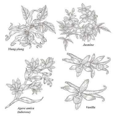 Ylang-ylang, yasemin, tüberoz ve çiçekli vanilya dalı beyaz arka planda. Kozmetik ve tıbbi tesisler kuruldu. Oymalı vektör illüstrasyonu. 