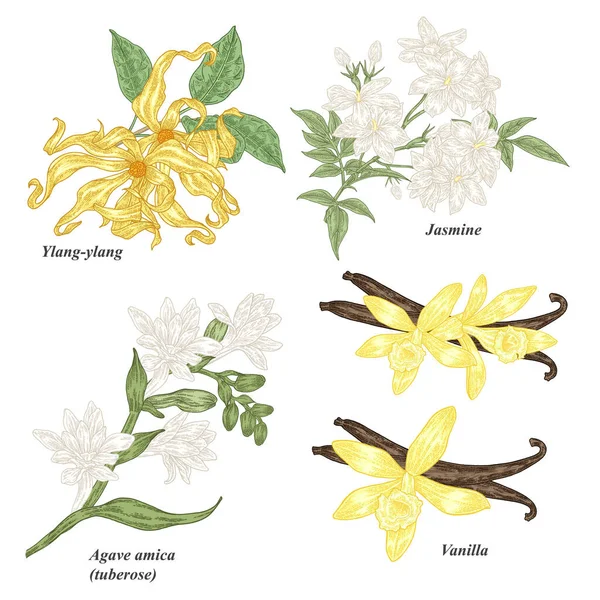 白を背景に孤立した花を持つYlang Ylang ジャスミン バニラの枝 化粧品植物や医療植物を設定します ベクトル植物図 — ストックベクタ