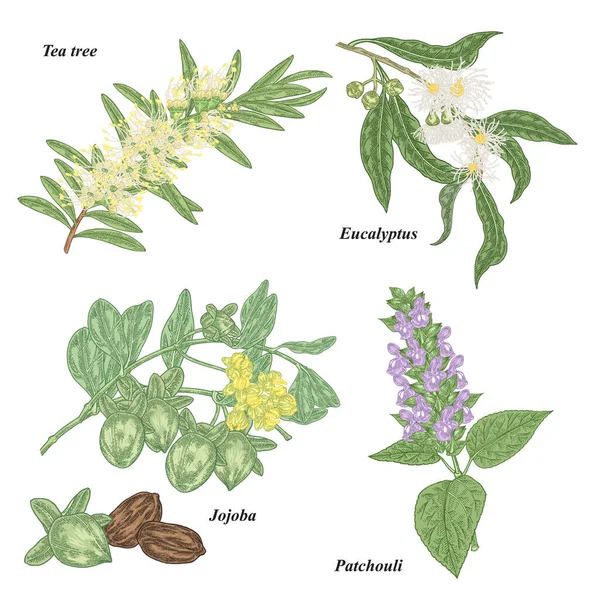 Teebaum Jojoba Eukalyptus Und Patschuli Zweig Mit Blüten Auf Weißem — Stockvektor