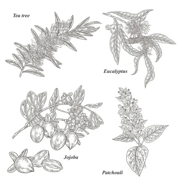 Tea tree, jojoba, eucalyptus and patchouli branch with flowers isolated on white background. Cosmetic and medical plants set. Vector illustration engraved. — Stock Illustration Tea Tree Jojoba Eucalyptus Patchouli Branch Flowers Isolated White Background Royalty Free Stock Illustrations