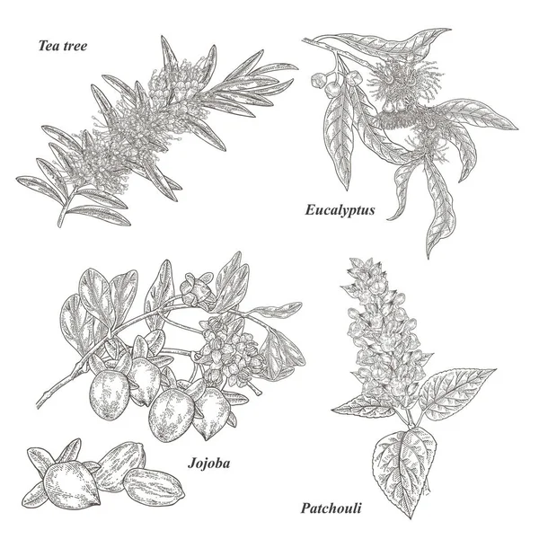 Чайное Дерево Жожоба Эвкалипт Пачули Ветви Цветами Изолированы Белом Фоне Векторная Графика