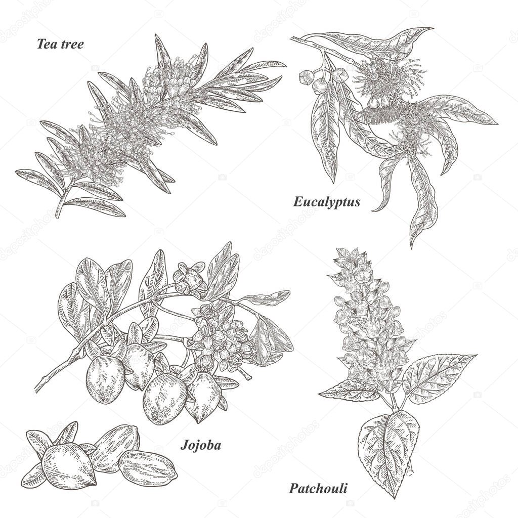 tea tree white background pictures tea tree white background pictures