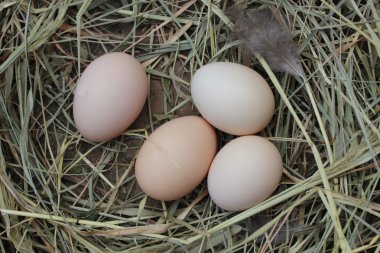 tavuk nest yumurta