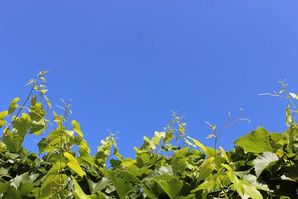 Grape vine stretch to sky — Stock Photo, Image