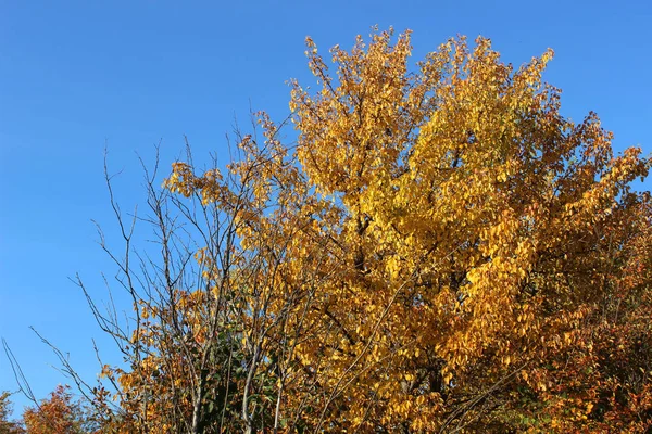 Paisagem topo árvores de outono — Fotografia de Stock