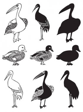 kuş leylek ördek ve Pelikan