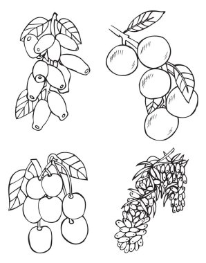 meyve ve çilek Hanımeli ve topalak