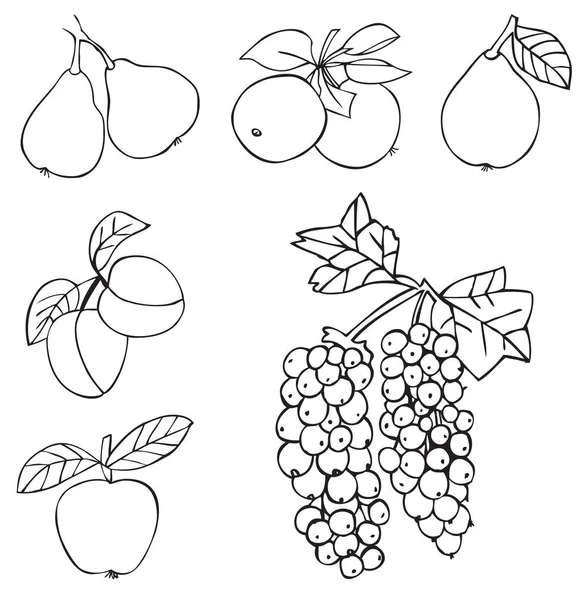 Fruit druiven, appel- en perenbomen — Stockvector