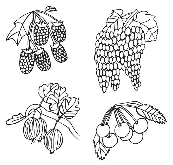 Fruits et baies raisins et groseilles à maquereau — Image vectorielle