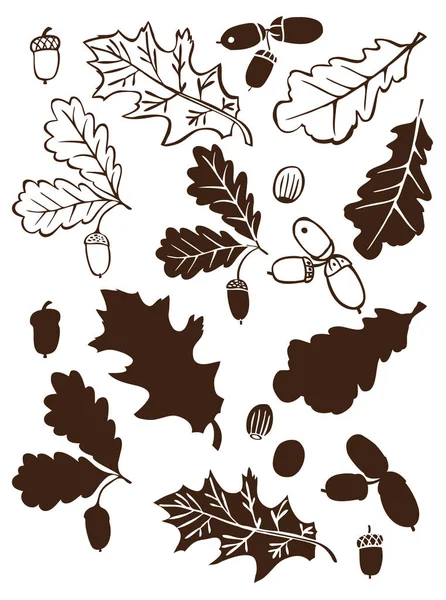 Branch of oak and acorns — Stock Vector