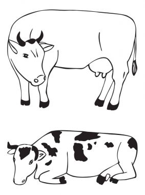 beyaz zemin üzerine inek